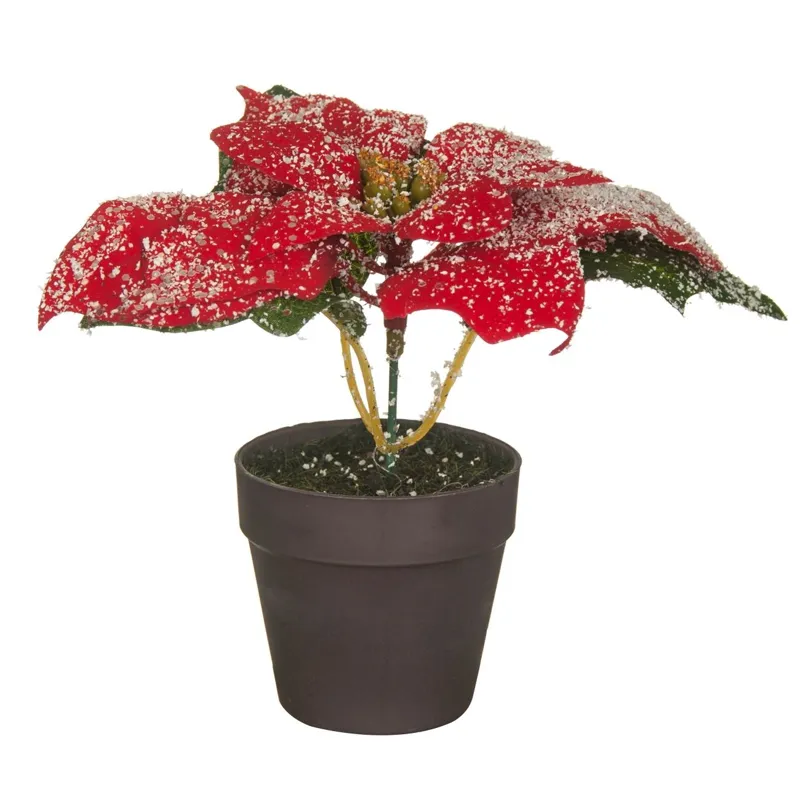 Ghiveci Decorativ cu Crăciuniță în Zăpadă 21x14 cm