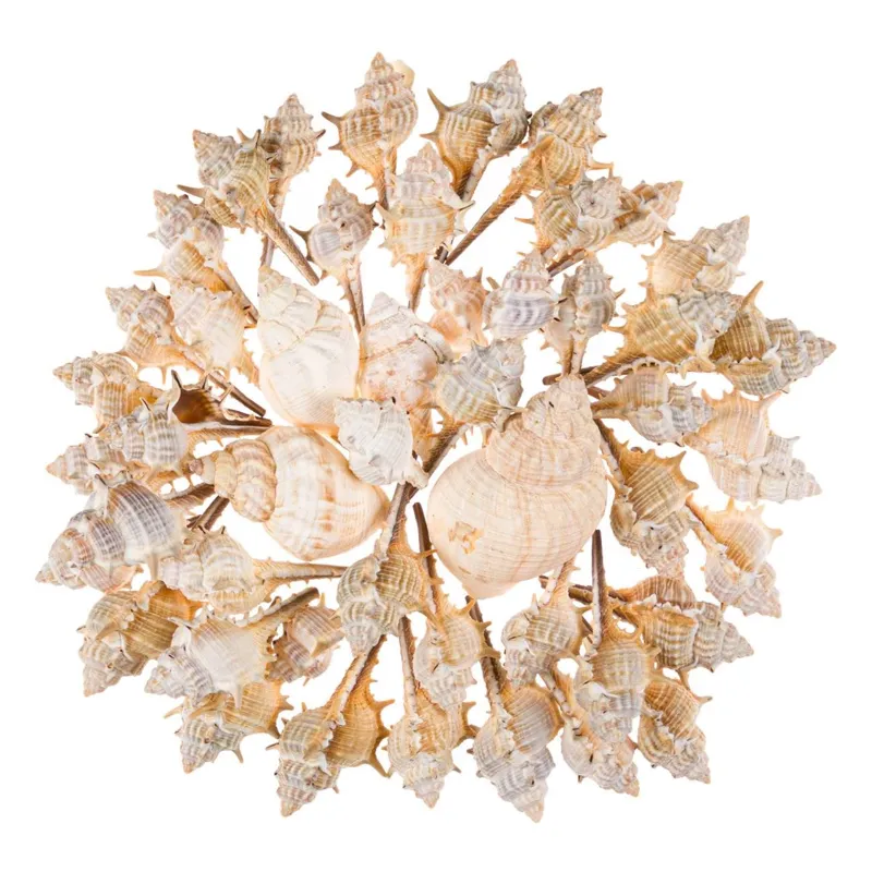 Scoici decorative albe, 400g, amestec de 43 scoici alungite și 3 scoici rotunde, lungime până la 9 cm