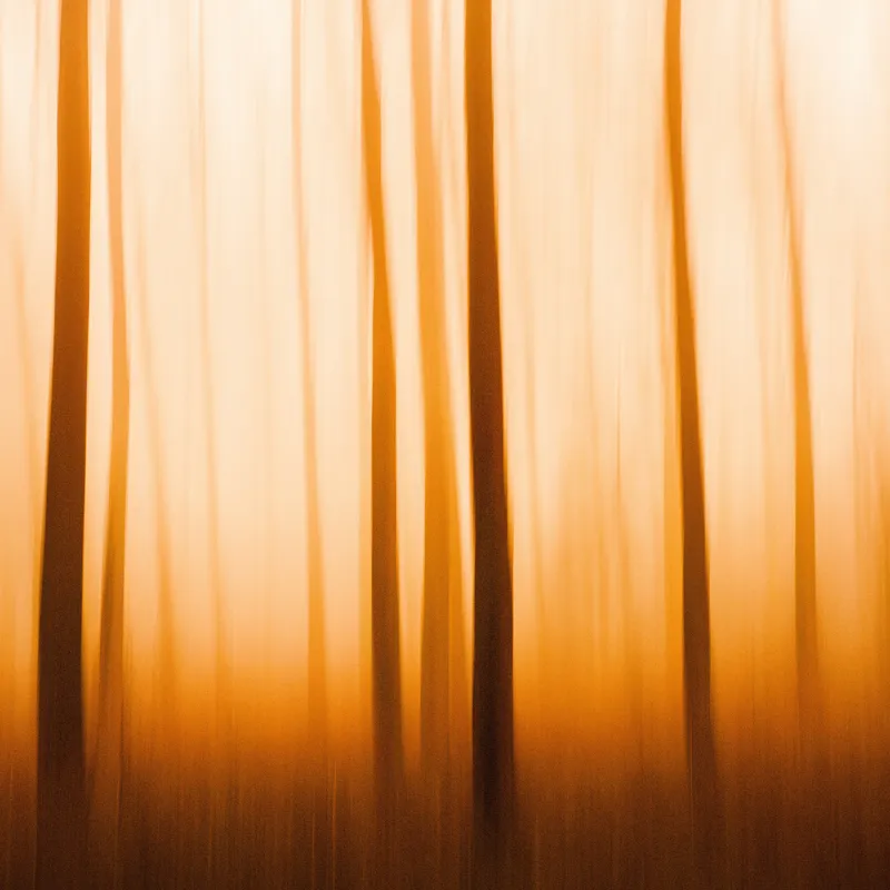 Lumină și umbre în amurg pădure, 50 x 50 cm – poza 2