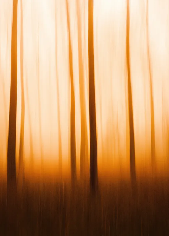 Lumină și umbre în amurg pădure, 50 x 70 cm – poza 2