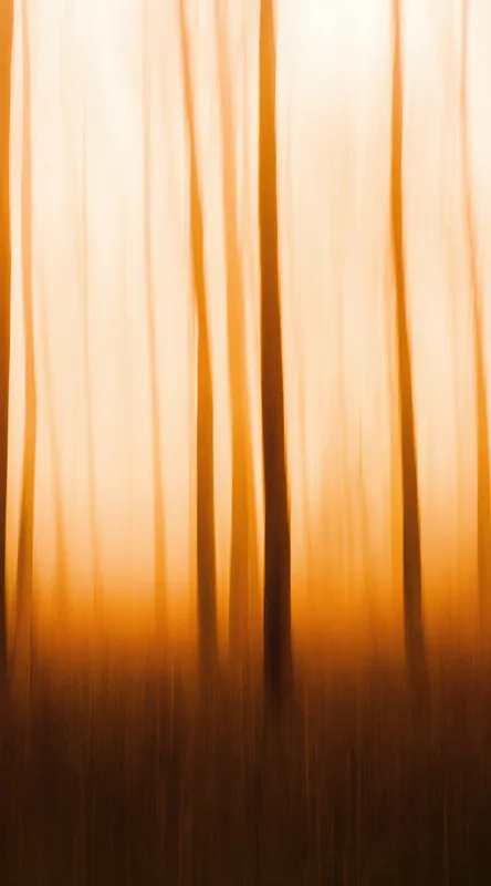Lumină și umbre în amurg pădure, 50 x 90 cm – poza 2