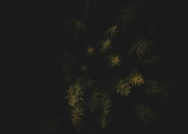 Pădure noaptea umbre și mister, 70 x 50 cm – poza 2