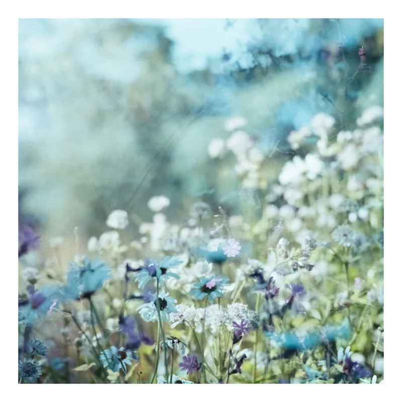 Tablou Canvas cu Print Floral Multicolor pentru Decorarea Locuinței, 50 x 70 cm