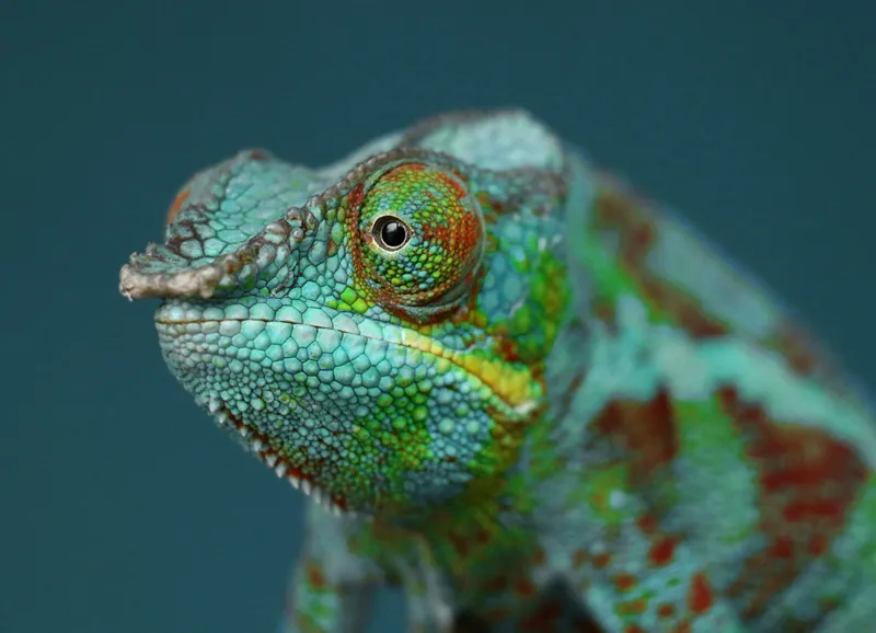 Cameleon culori vibrante natură, 54 x 39 cm – poza 2