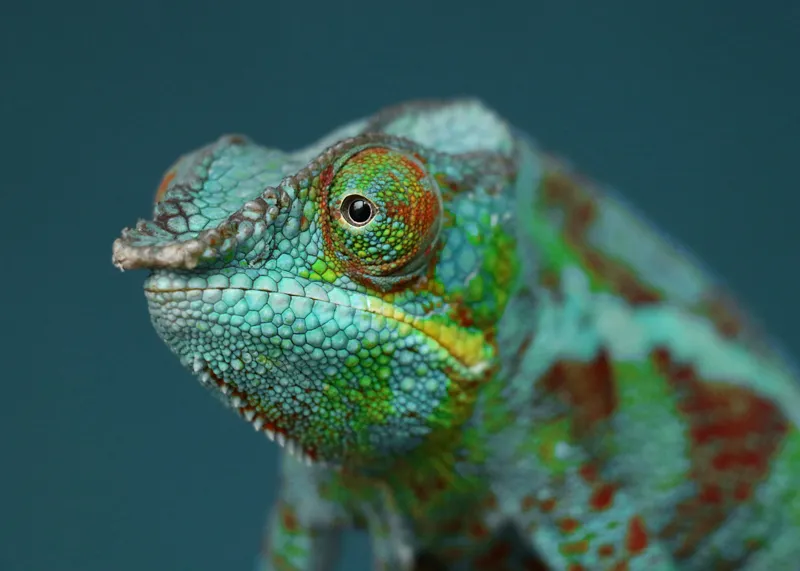 Cameleon culori vibrante natură, 70 x 50 cm – poza 2