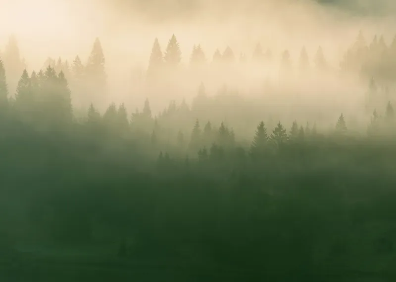Tablou Canvas Pădure Încețoșată Verde și Galben, 70 x 50 cm – poza 2
