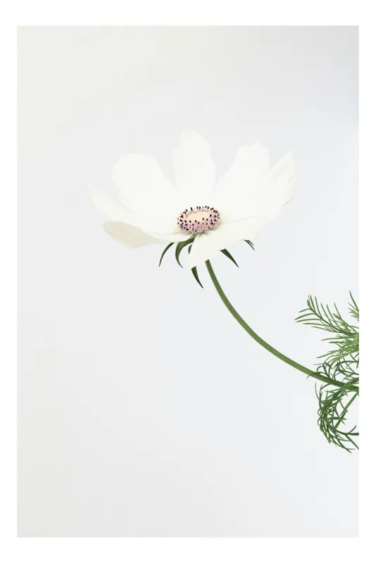 Tablou Canvas Floral Alb - Decorție Murală Modernă și Elegantă, 50 x 50 cm