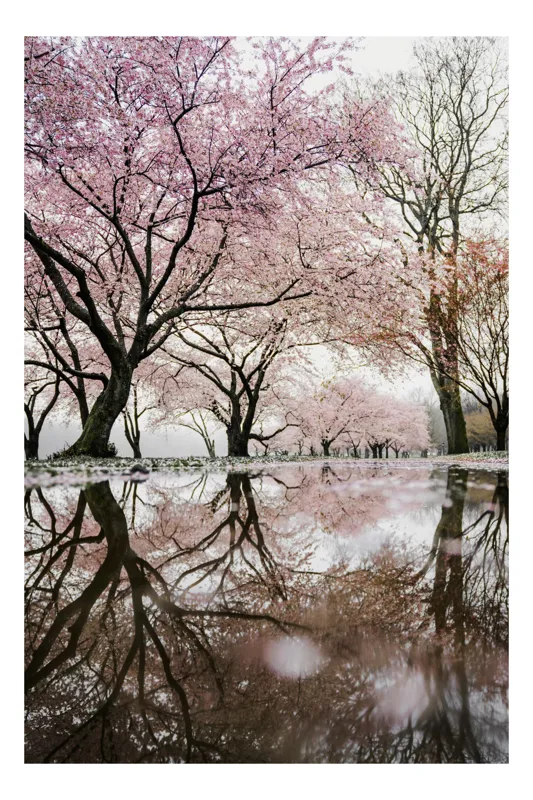 Tablou Canvas Flori de Cireș și Reflecții Roz Pastel, 50 x 90 cm