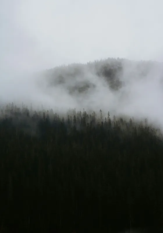 Tablou Canvas Pădure Încețoșată Atmosferă Misterioasă, 70 x 100 cm – poza 2