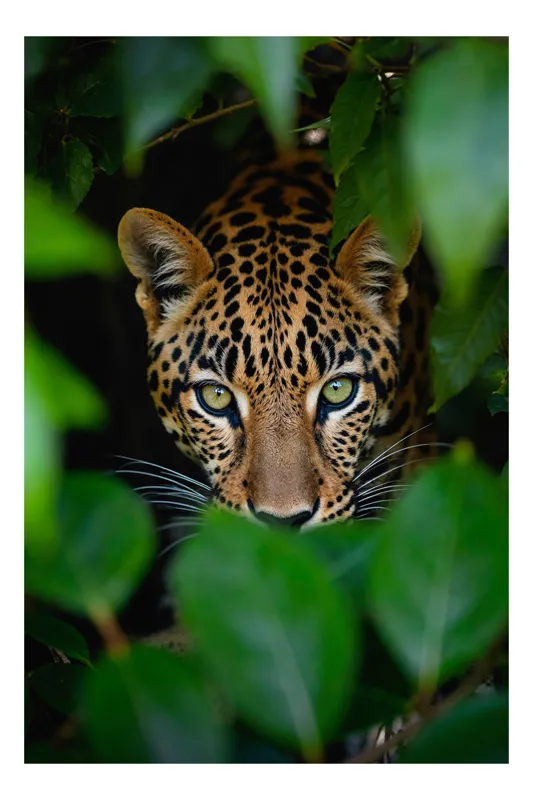 Tablou Canvas, "Leopardul printre frunzele misterioase ale junglei", Leopard, Frunze, Privire, Camuflaj, Intimidant, Verde, Prădător, Natură, 39 x 54 cm