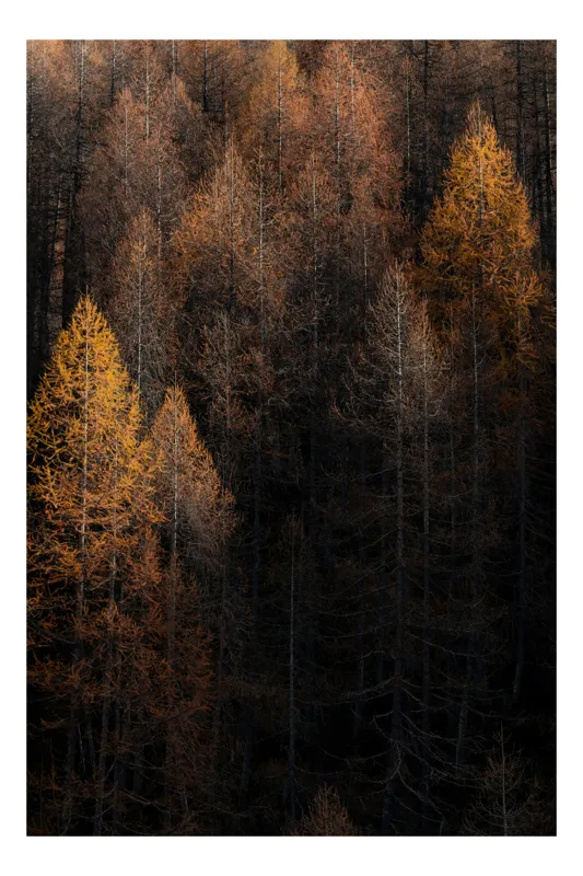 Tablou Canvas, "Toamna întunecată în pădurea de conifere", Copaci, Toamnă, Lumină, Umbre, Pădure, Contrast, Frunziș, Armonie, Tablou, Natură, 100 x 150 cm