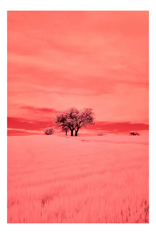 Tablou Canvas Armonia naturii sub cer roșu, 100 x 100 cm