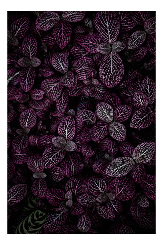 Tablou Canvas cu Motiv Natural, , Violet, 50 x 50 cm