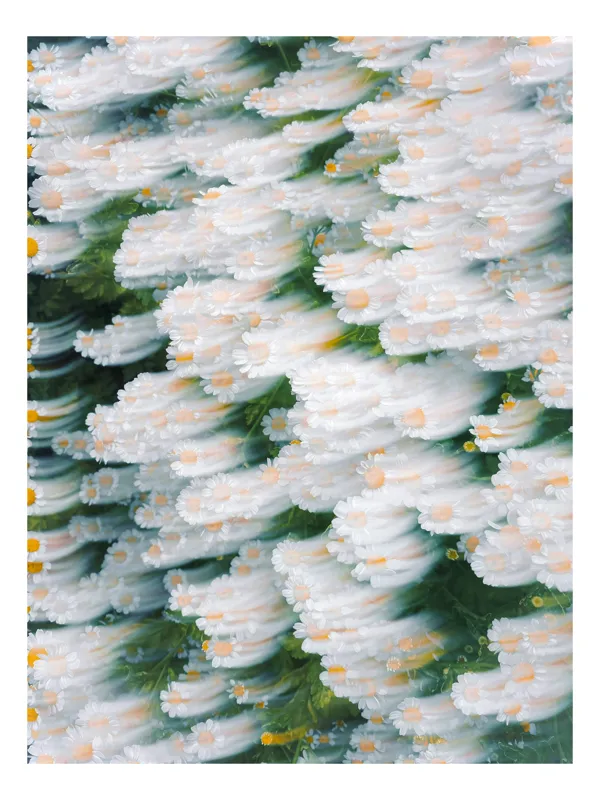 Tablou Canvas cu desen floral margarite albe, 50 x 50 cm