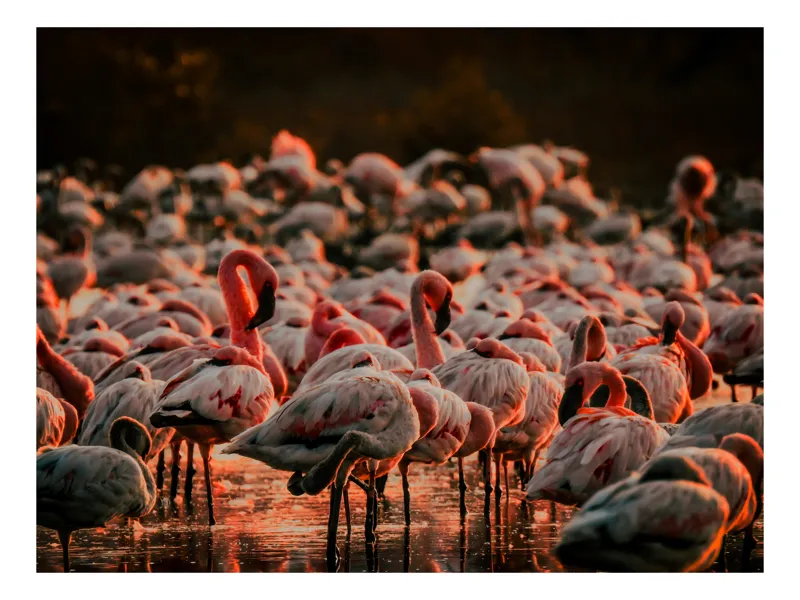 Tablou Canvas cu fluturi de flamingo \"Dansul Roz al Apei Serenității\", 54 x 39 cm