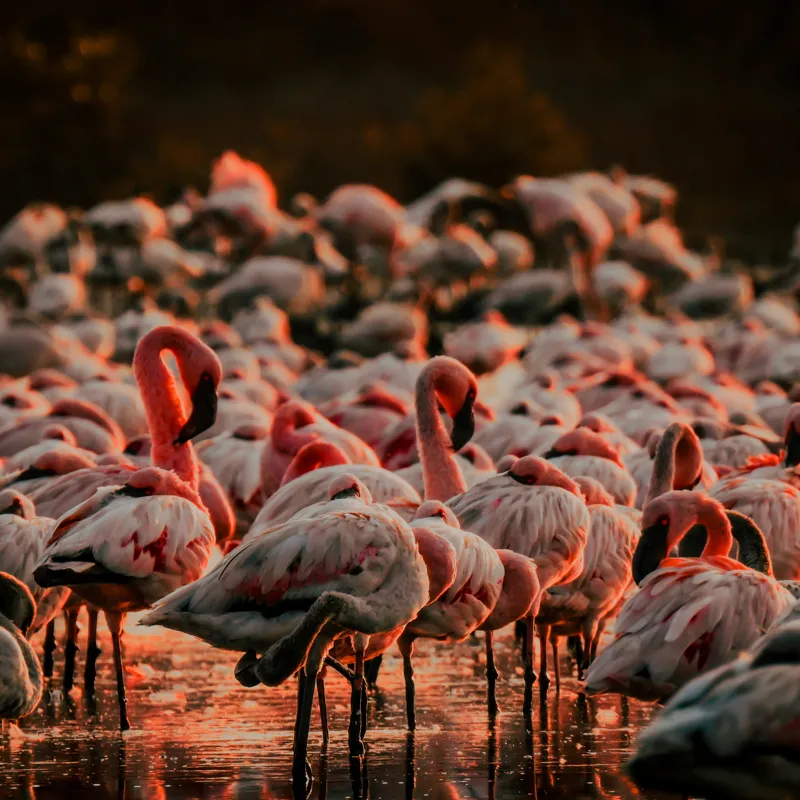 Tablou Canvas cu fluturi de flamingo \"Dansul Roz al Apei Serenității\", 100 x 100 cm – poza 2