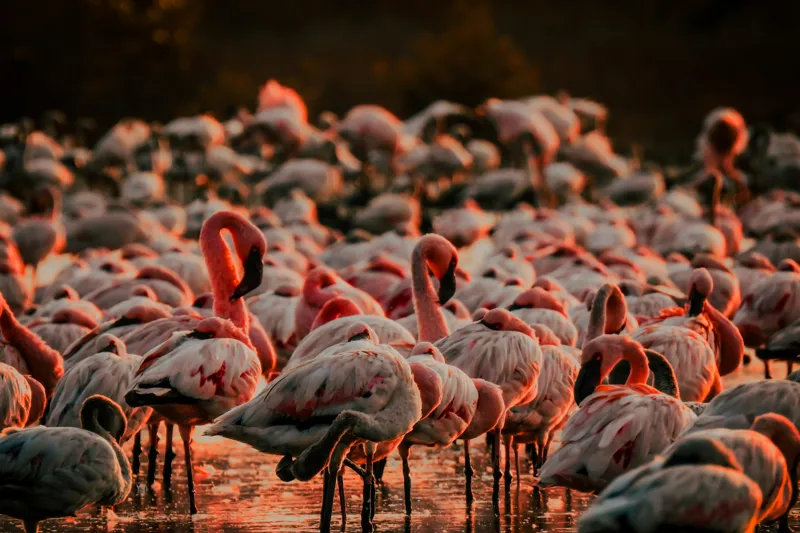 Tablou Canvas cu fluturi de flamingo \"Dansul Roz al Apei Serenității\", 150 x 100 cm – poza 2
