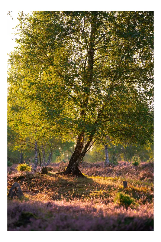 Tablou Canvas pe lemn cu scenă naturală și lumină, 50 x 70 cm