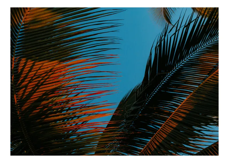 Tablou Canvas Frunze Palmierului sub Cer Albastru Tropical, 100 x 70 cm