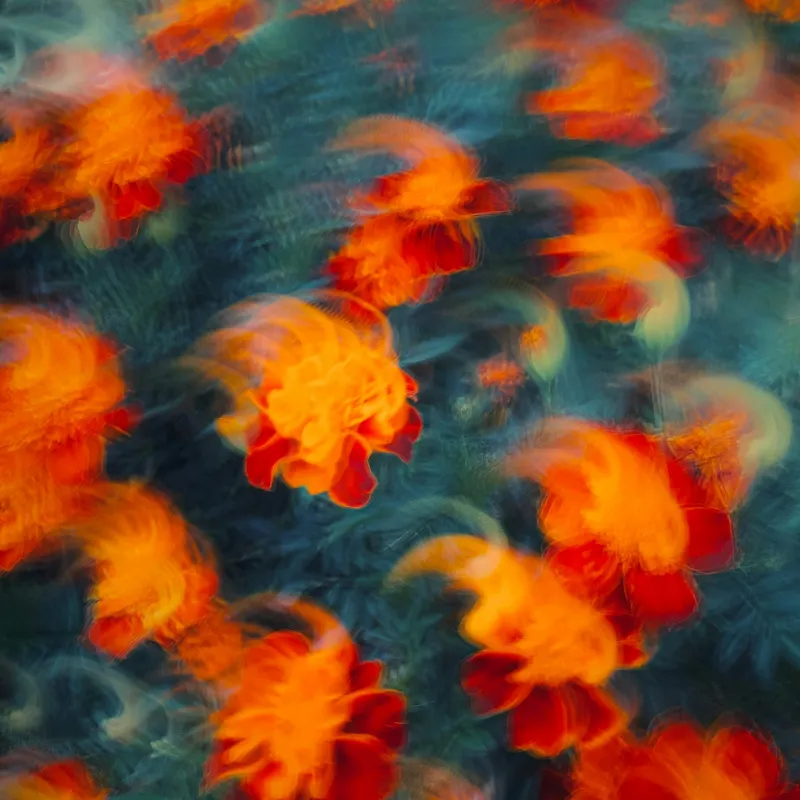 Tablou Canvas Abstract Floral Dansul focului în grădina viselor, 50 x 50 cm – poza 2