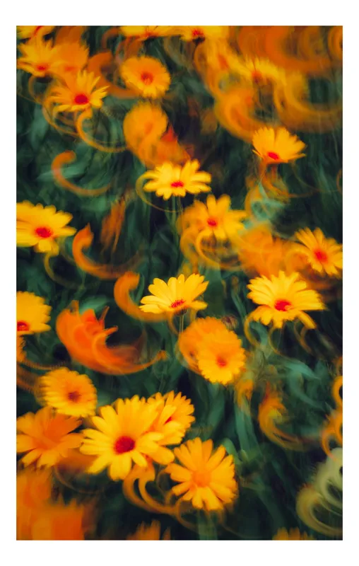 Tablou Canvas, "Vârtejul Flăcărilor Florale de Soare", 50 x 70 cm