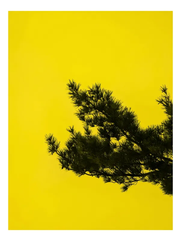 Tablou Canvas cu imagine naturală - Splendoarea Șoaptelor în Razele Solare, 50 x 70 cm