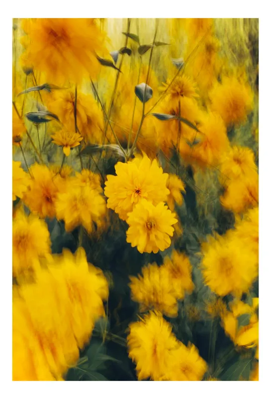 Tablou Canvas Dansul florilor în bătaia vântului Natură și Frumusețe, 70 x 100 cm