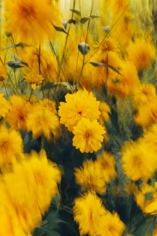 Tablou Canvas Dansul florilor în bătaia vântului Natură și Frumusețe, 100 x 150 cm – poza 2