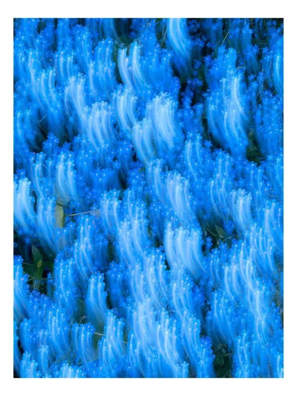 Tablou Canvas cu motiv floral albastru șoptit, 50 x 50 cm