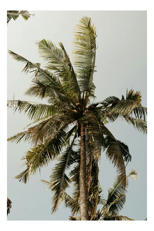 Tablou Canvas Tropical cu Palmieri și Cer Verde Natură Exotic, 50 x 50 cm
