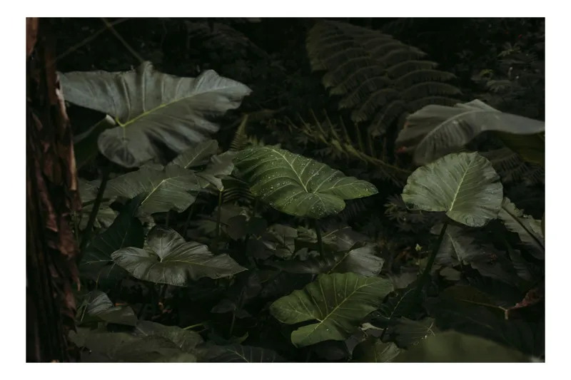 Tablou Canvas Frunze Tropicale în Umbră - Artă Natură, 100 x 100 cm
