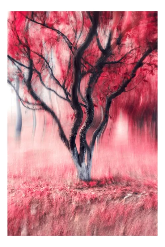 Tablou Canvas Dansul copacului în vis roșu, 100 x 150 cm