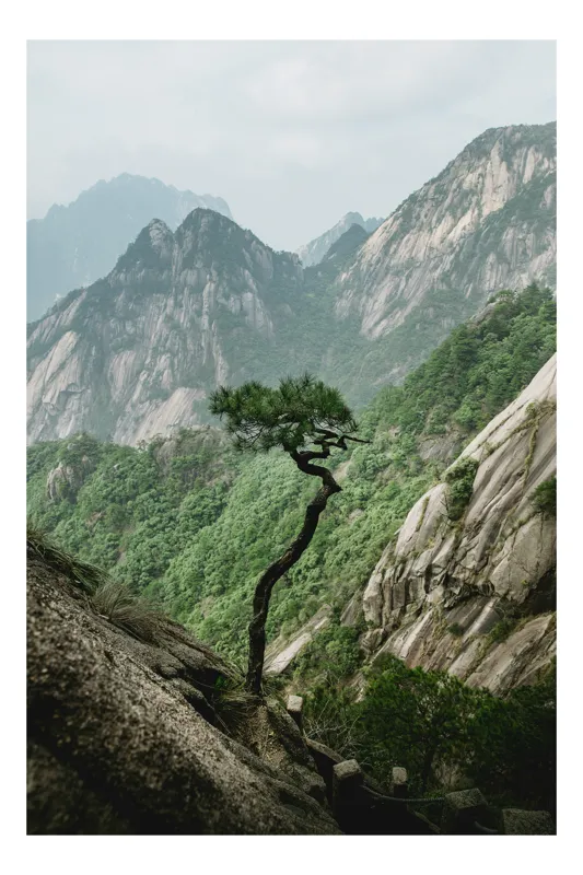Tablou Canvas Silueta Copac mlădios pe fundal de peisaj natural, 39 x 54 cm