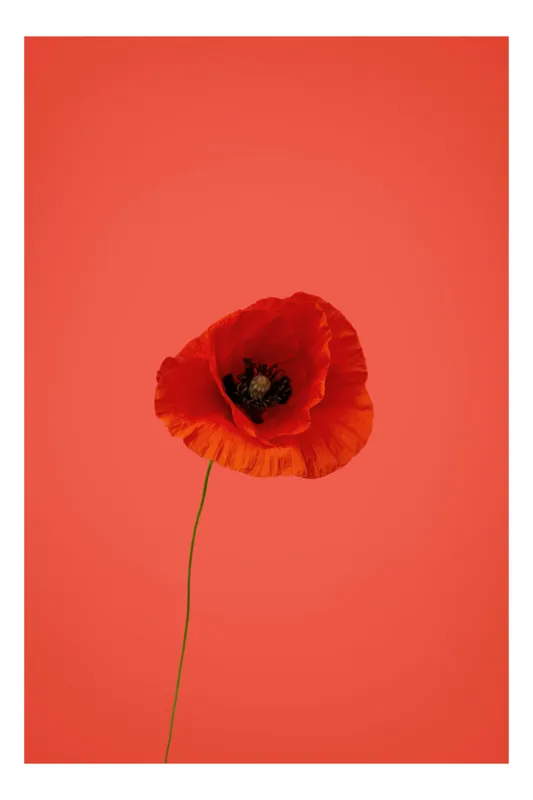 Tablou Canvas cu Design de Maci Roșu pentru Interioare, 50 x 70 cm