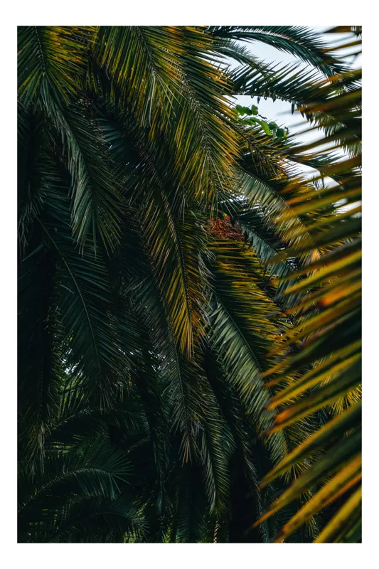 Tablou Canvas, "Frunziș tropical în raze de lumină", 50 x 50 cm