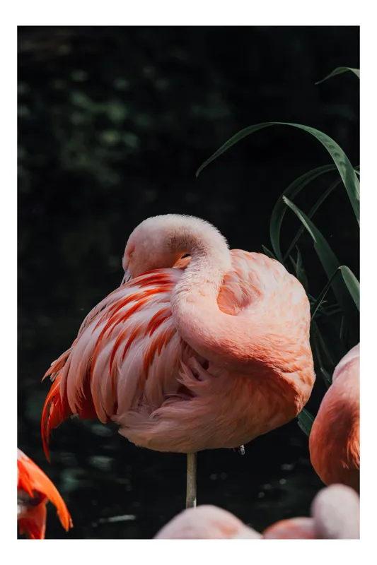 Tablou Canvas, "Flamingo odihnindu-se lângă apă", Flamingo, Roz, Grațios, Odihnă, Natură, Pene, Eleganță, Peisaj, Calm, Vegetație, 50 x 70 cm
