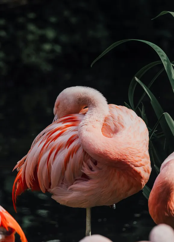 Tablou Canvas, "Flamingo odihnindu-se lângă apă", Flamingo, Roz, Grațios, Odihnă, Natură, Pene, Eleganță, Peisaj, Calm, Vegetație, 39 x 54 cm – poza 2