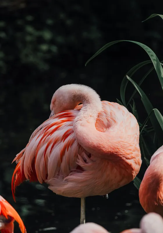 Tablou Canvas, "Flamingo odihnindu-se lângă apă", Flamingo, Roz, Grațios, Odihnă, Natură, Pene, Eleganță, Peisaj, Calm, Vegetație, 70 x 100 cm – poza 2