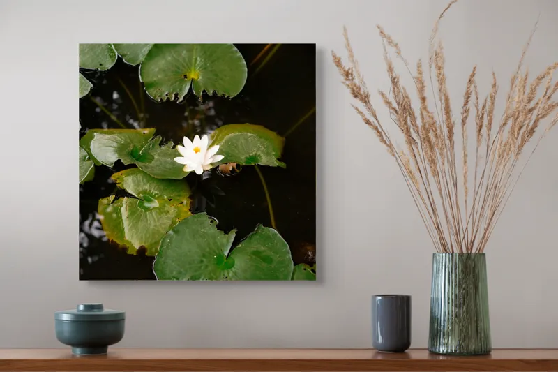 Tablou Canvas, "Floare de nufăr pe lac liniștit", Frunze, Lac, Floare, Nufăr, Apă, Verde, Natural, Frumusețe, Reflecție, Petale, 50 x 50 cm – poza 4