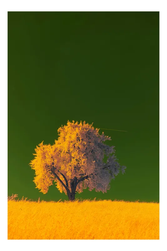 Tablou Canvas, "Copacul viselor sub cer smarald", 39 x 54 cm