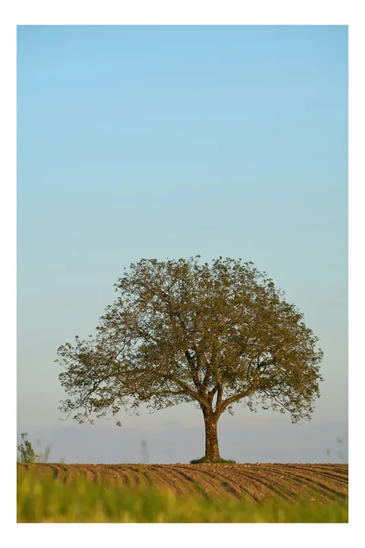 Tablou Canvas Motiv Copac Multicolor Artă Naturală, 100 x 100 cm