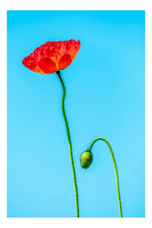 Tablou Canvas Macul Roșu Înflorire Fragilă Artă Florală, 39 x 54 cm