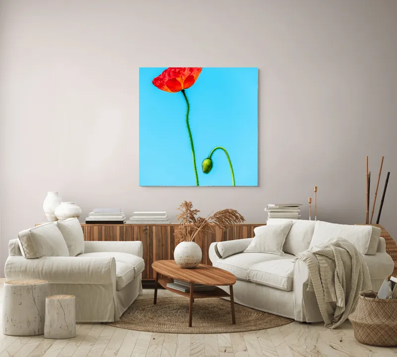Tablou Canvas Macul Roșu Înflorire Fragilă Artă Florală, 100 x 100 cm – poza 3