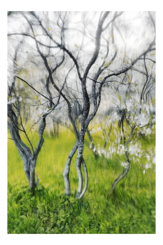 Tablou Canvas, "Dansul copacilor în vântul primăverii", Naturi, Vise, Primăvară, Verdeață, Flori, Trunchiuri, Ritm, Dans, Subtil, Eteric, 100 x 100 cm