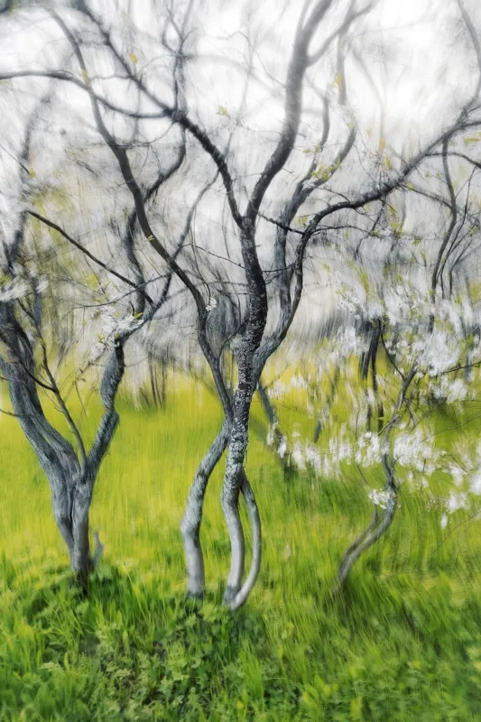 Tablou Canvas, "Dansul copacilor în vântul primăverii", Naturi, Vise, Primăvară, Verdeață, Flori, Trunchiuri, Ritm, Dans, Subtil, Eteric, 100 x 150 cm – poza 2