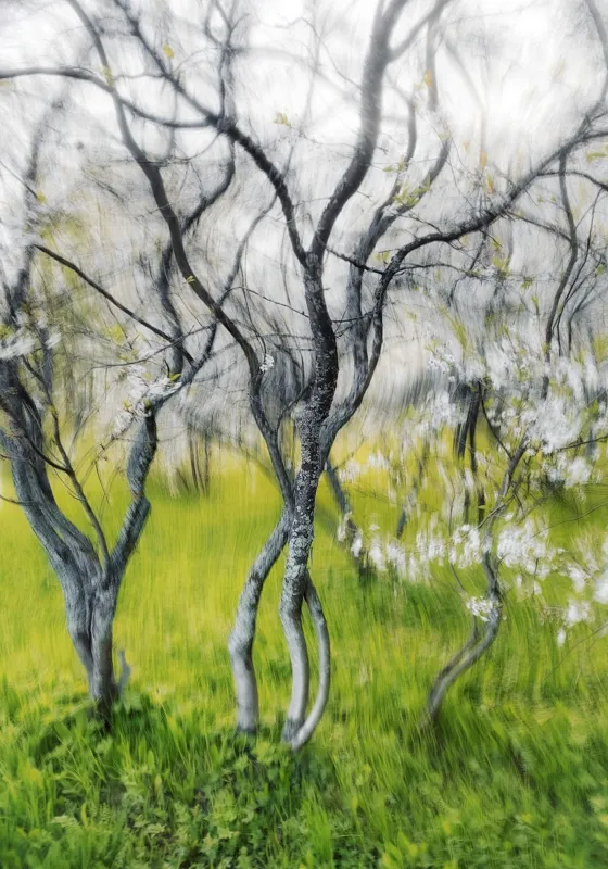 Tablou Canvas, "Dansul copacilor în vântul primăverii", Naturi, Vise, Primăvară, Verdeață, Flori, Trunchiuri, Ritm, Dans, Subtil, Eteric, 70 x 100 cm – poza 2