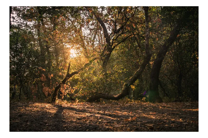 Tablou Canvas Pădurea fermecată în lumina apusului, 100 x 70 cm