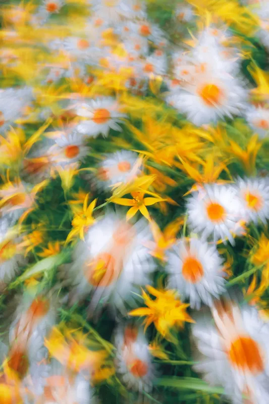 Tablou Canvas, "Dansul efemer al verii florale", 26 x 39 cm – poza 2