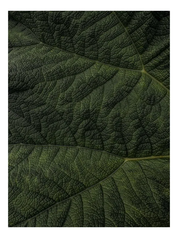 Tablou Canvas Textură Verde a Naturii, 100 x 100 cm