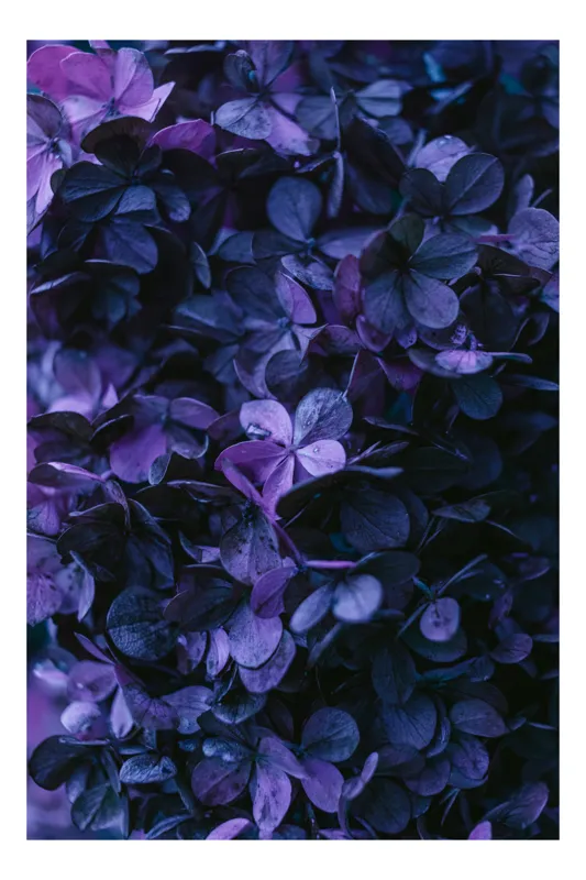 Tablou Canvas, "Frumusețea misterului floral nocturn", Frunziș, Violet, Mister, Textură, Abundență, Umbre, Înflorire, Contrast, 100 x 150 cm